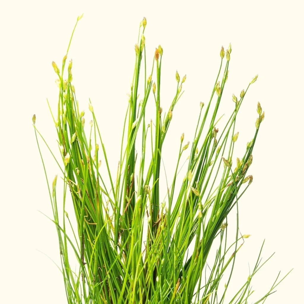 Dwarf Hairgrass