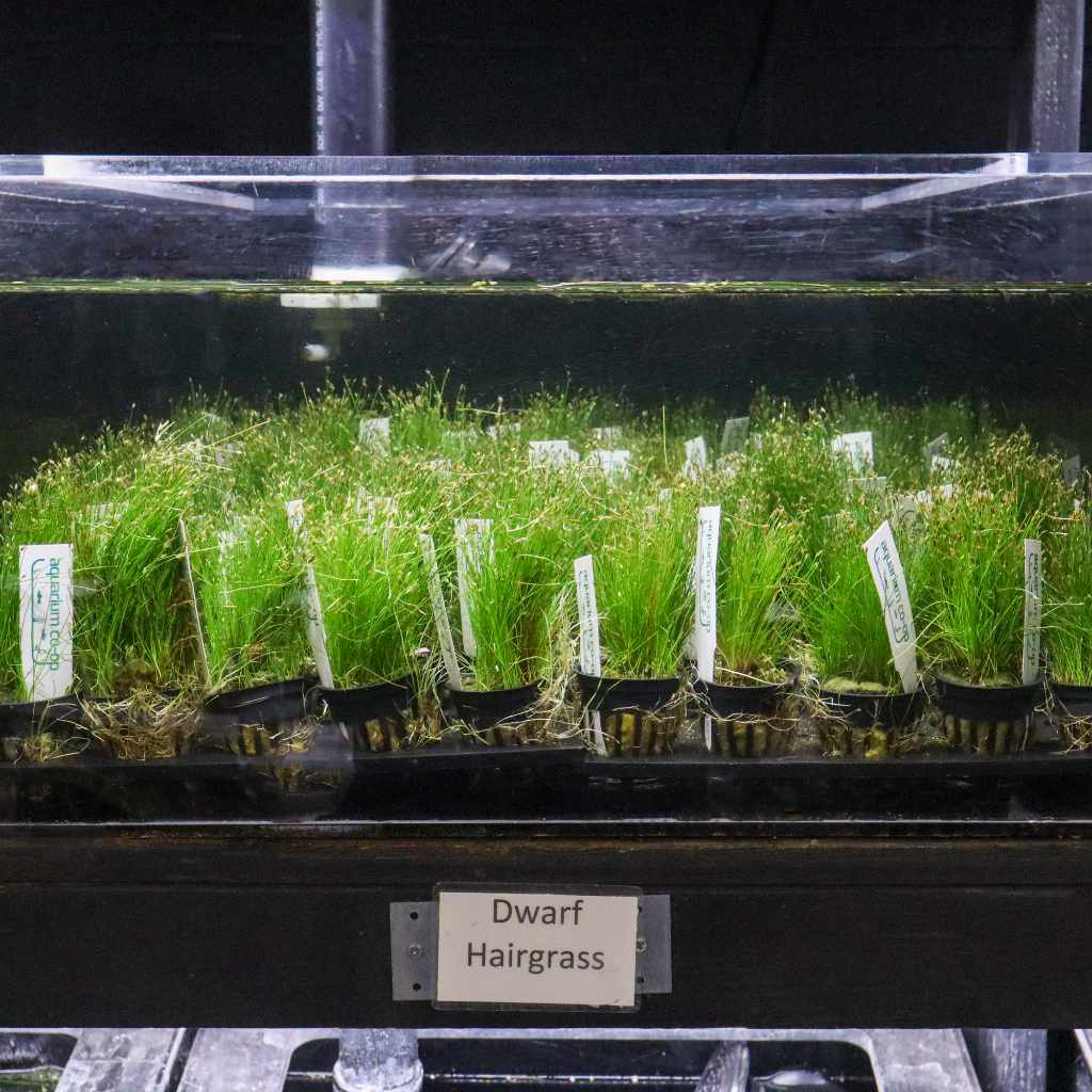Dwarf Hairgrass