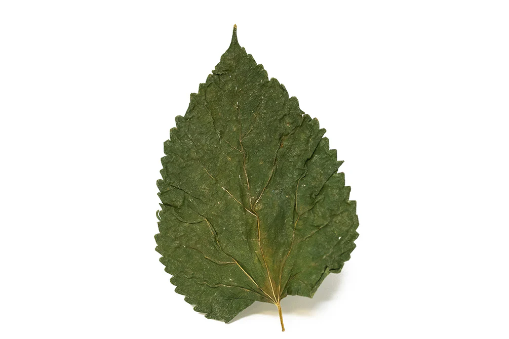 Mulberry Leaves