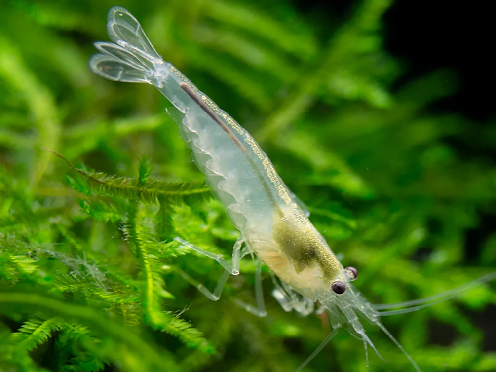 Amano Shrimp Combo Box