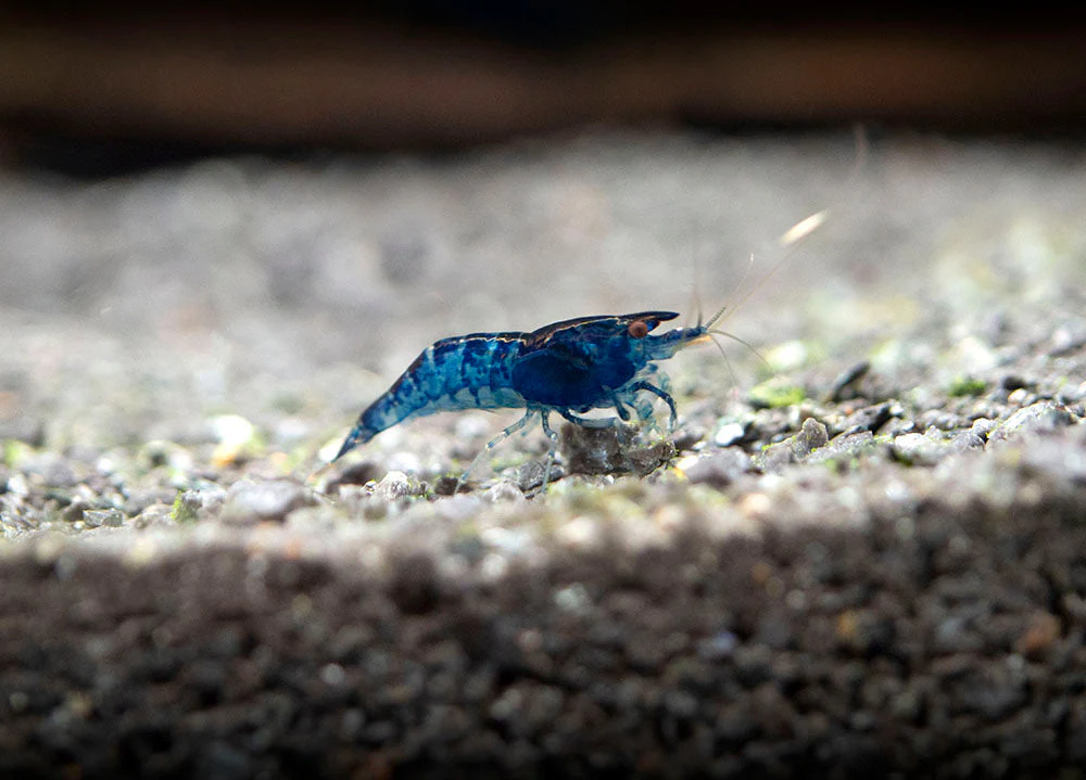 Dream Blue Velvet Shrimp Breeder Combo Box