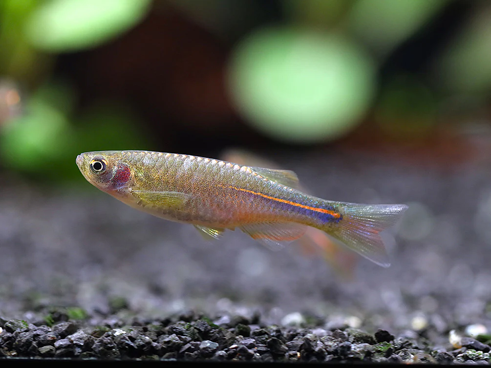 Pearl Danio (Danio albolineatus) – Tank Bred
