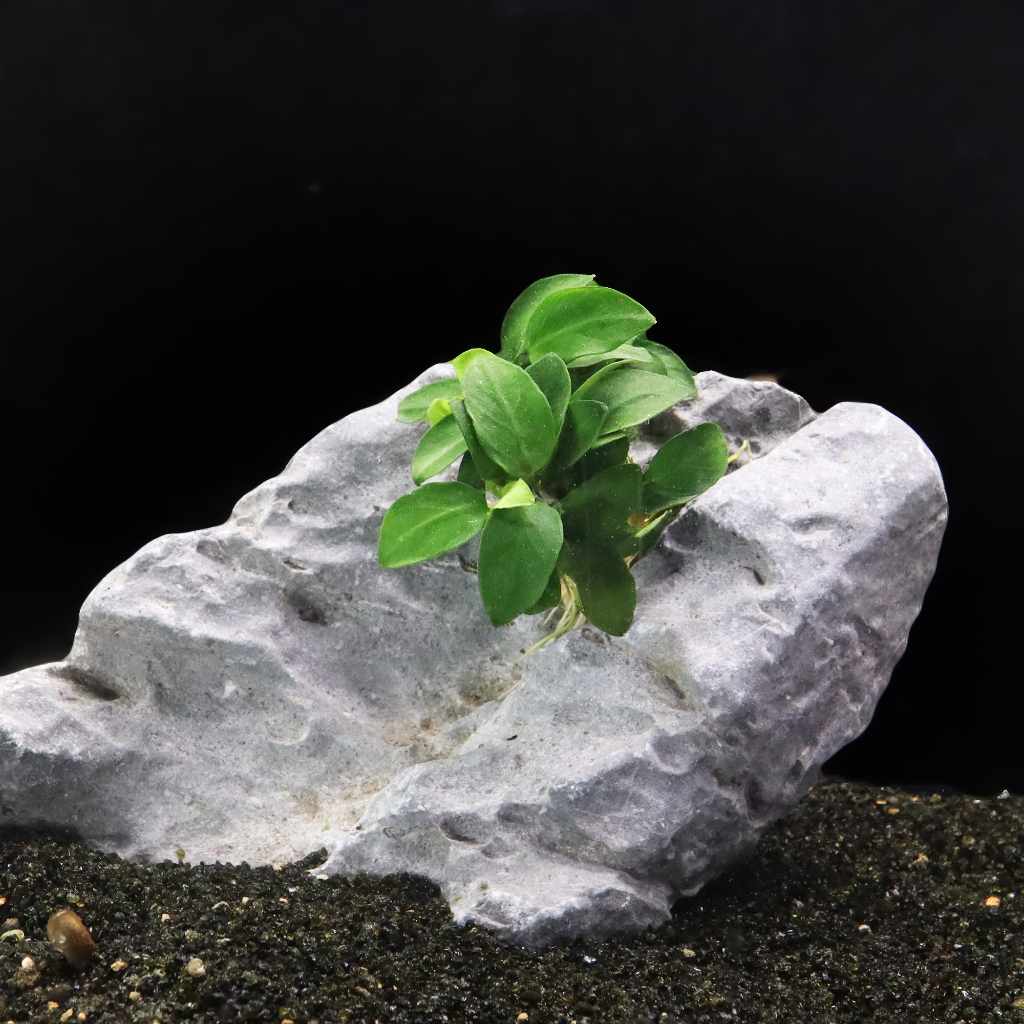 Anubias Nana Petite