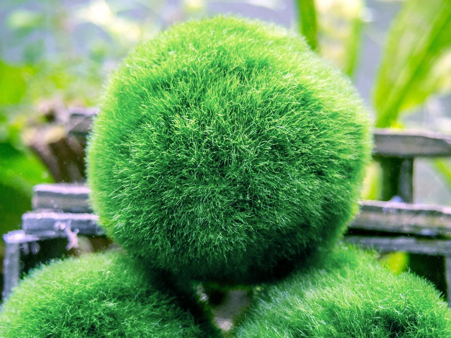 Aquatic Arts Marimo Moss Ball Fertilizer Food 8oz.