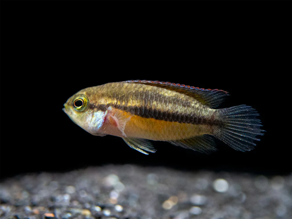 Golden Dwarf Cichlid (Nannacara anomala), - Tank Bred