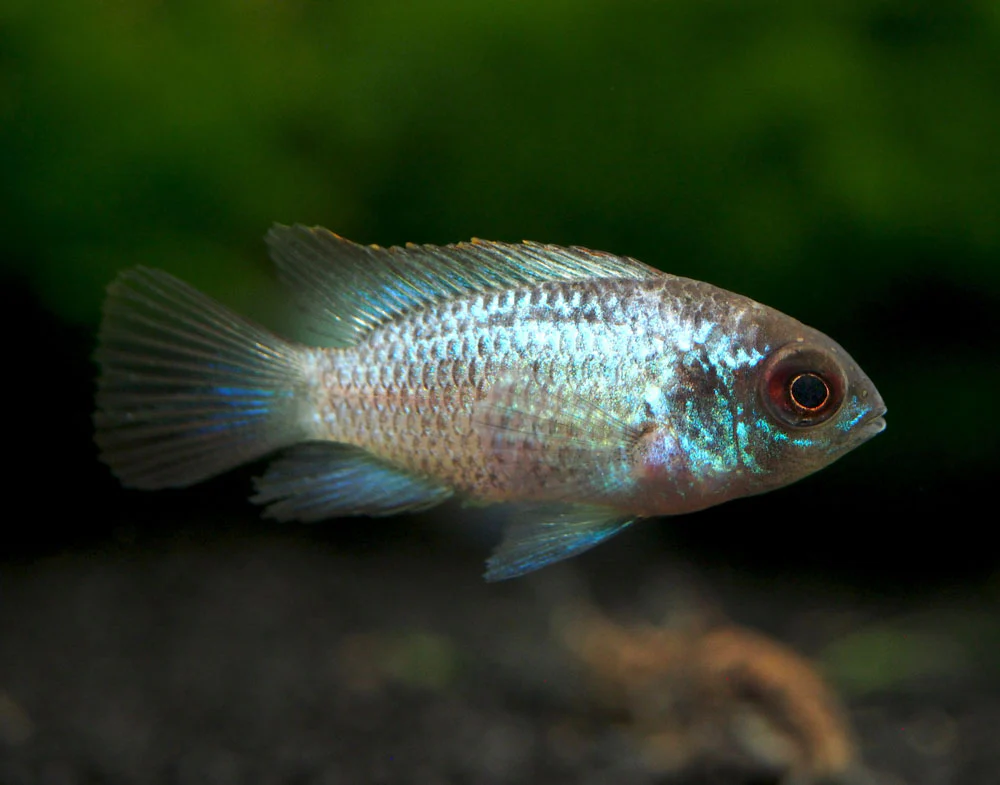 Electric Blue Acara Cichlid (Andinoacara pulcher hybrid), Tank-Bred!