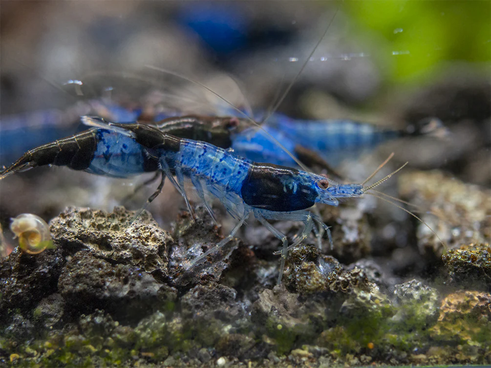 Blue Rili Shrimp (Neocaridina davidi), Tank-Bred
