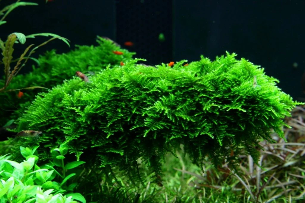 Vesicularia Dubyana 'Christmas Moss' Tissue Culture