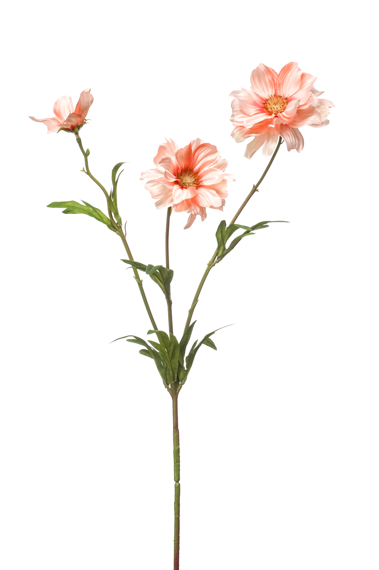 Cosmos spray