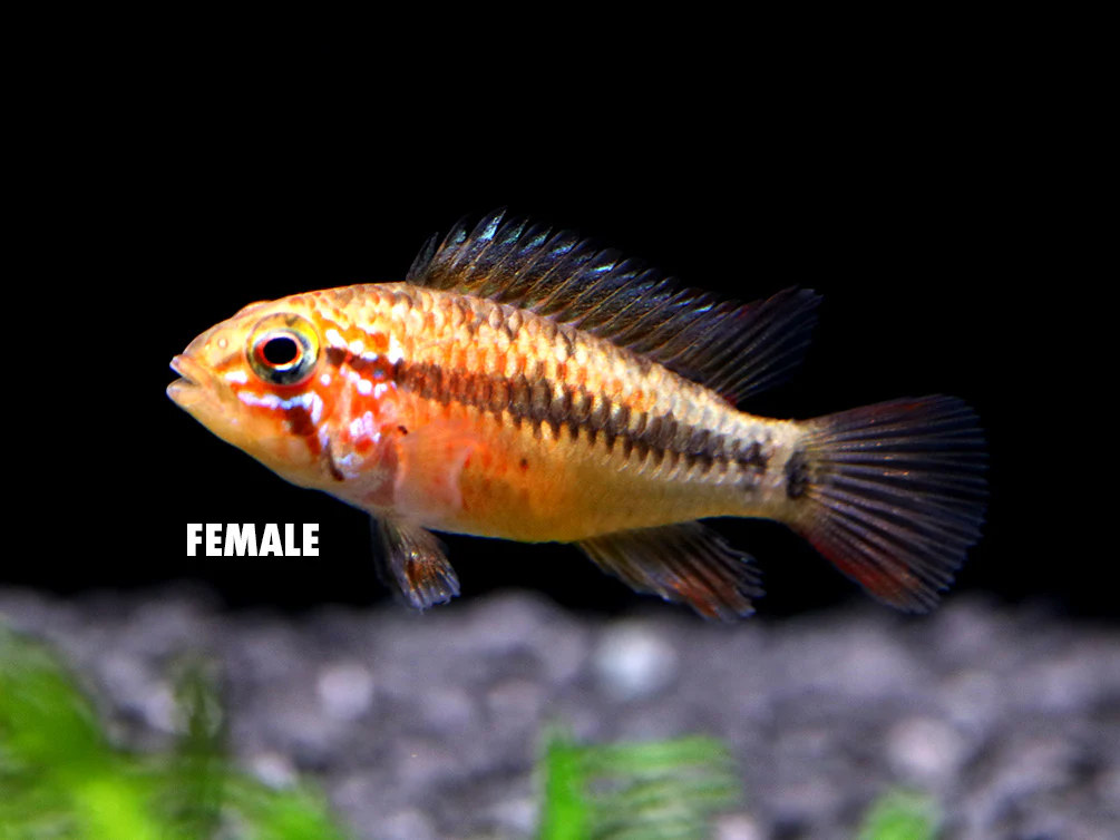 Viejita Dwarf Cichlid (Apistogramma viejita) - Tank Bred!