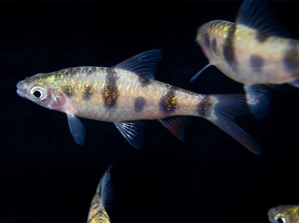 Tambraparni Barb (Puntius tambraparniei)
