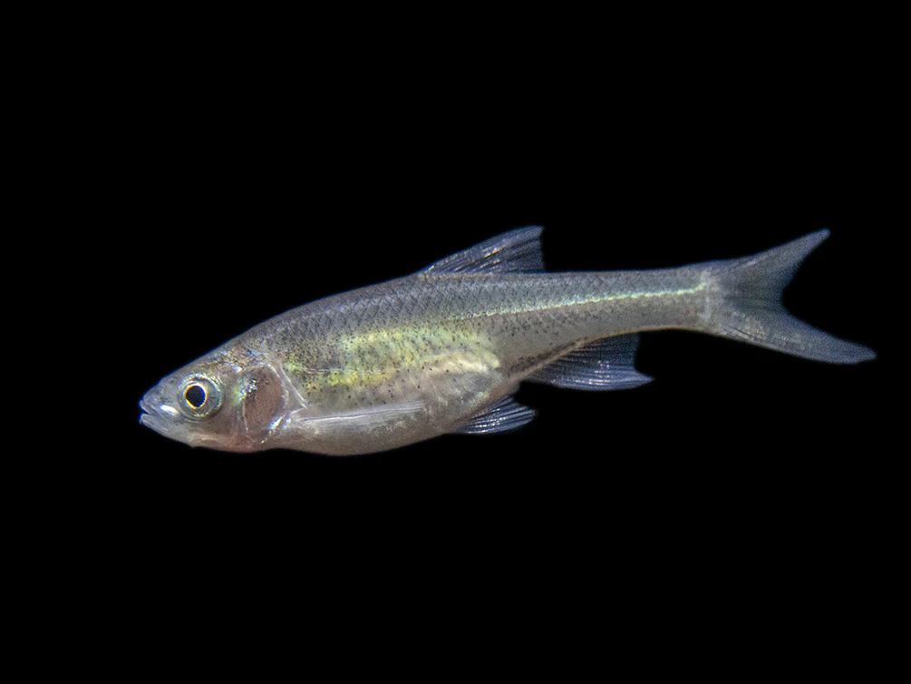 Red Shiner (Cyprinella lutrensis), Tank-Bred!