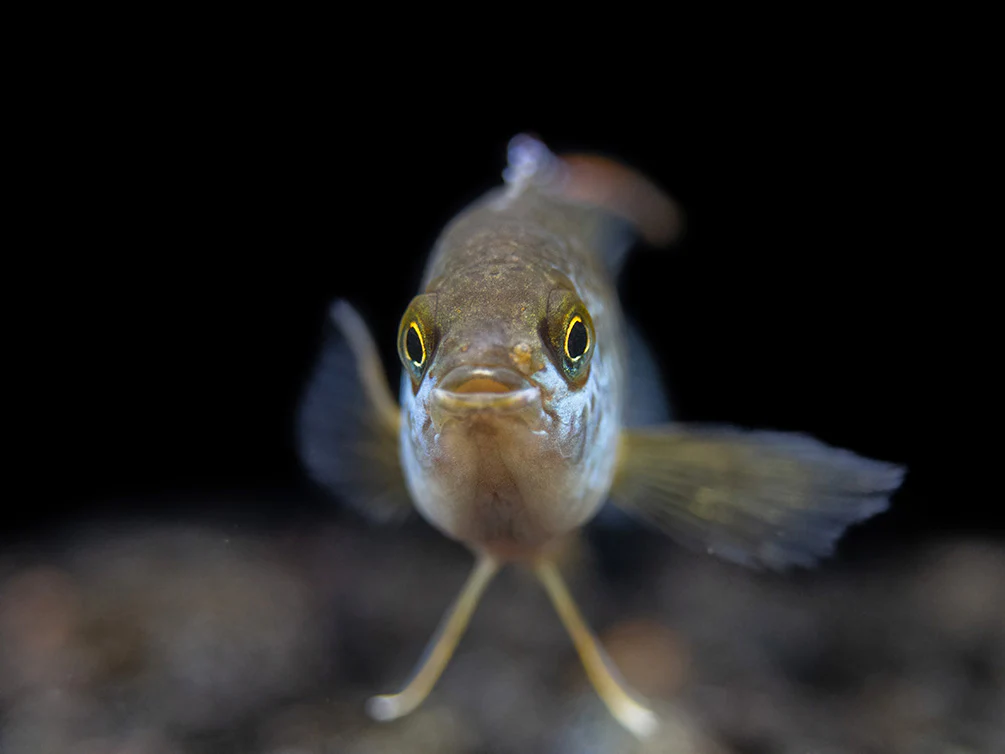 Golden Dwarf Cichlid (Nannacara anomala), - Tank Bred