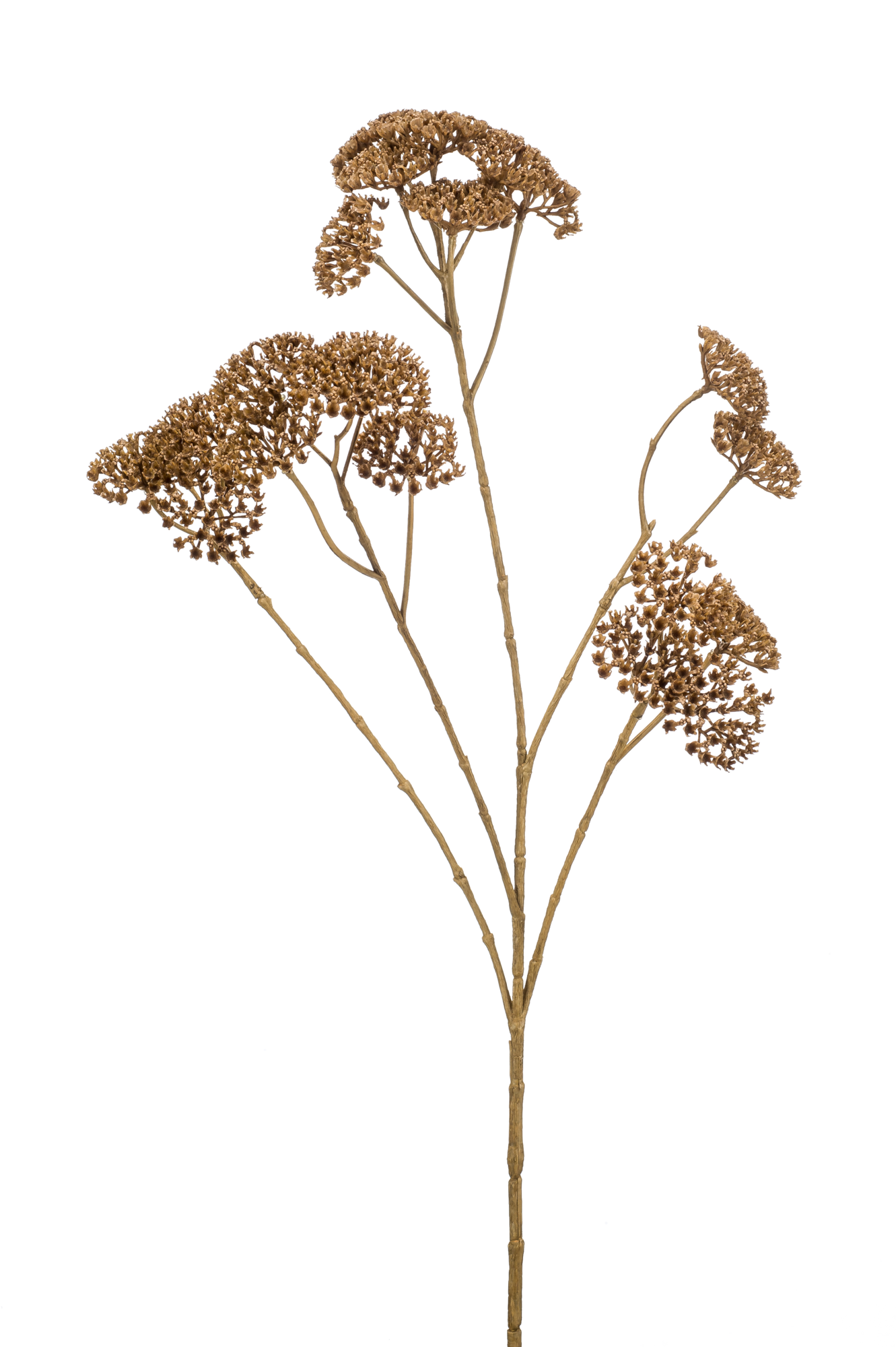 Achillea spray