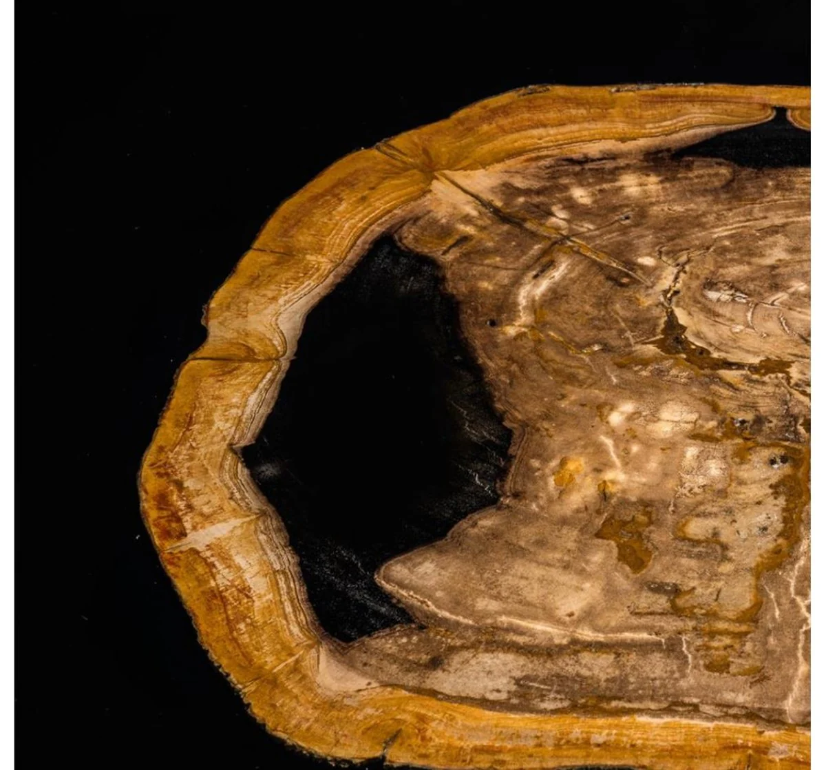 Designer coffee table with incorporated petrified wood - Limited Edition