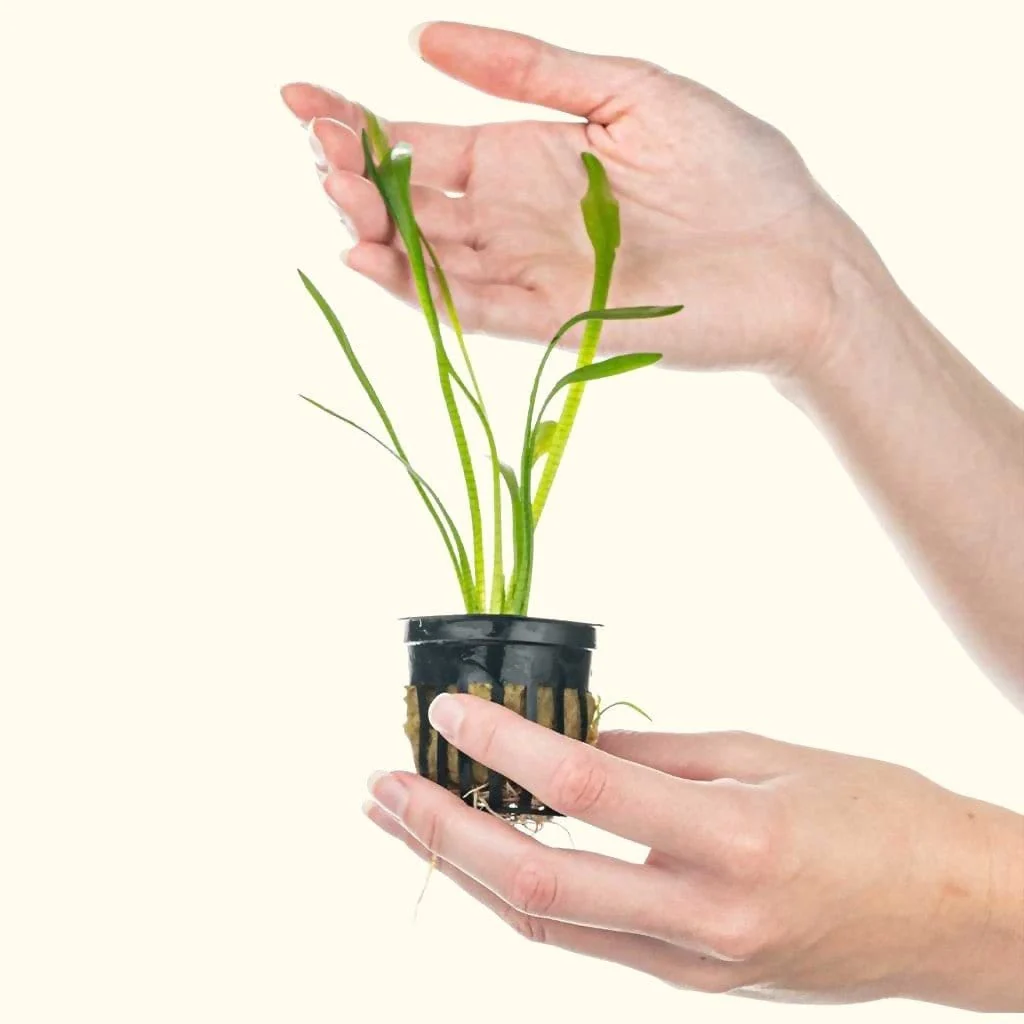 Dwarf Sagittaria