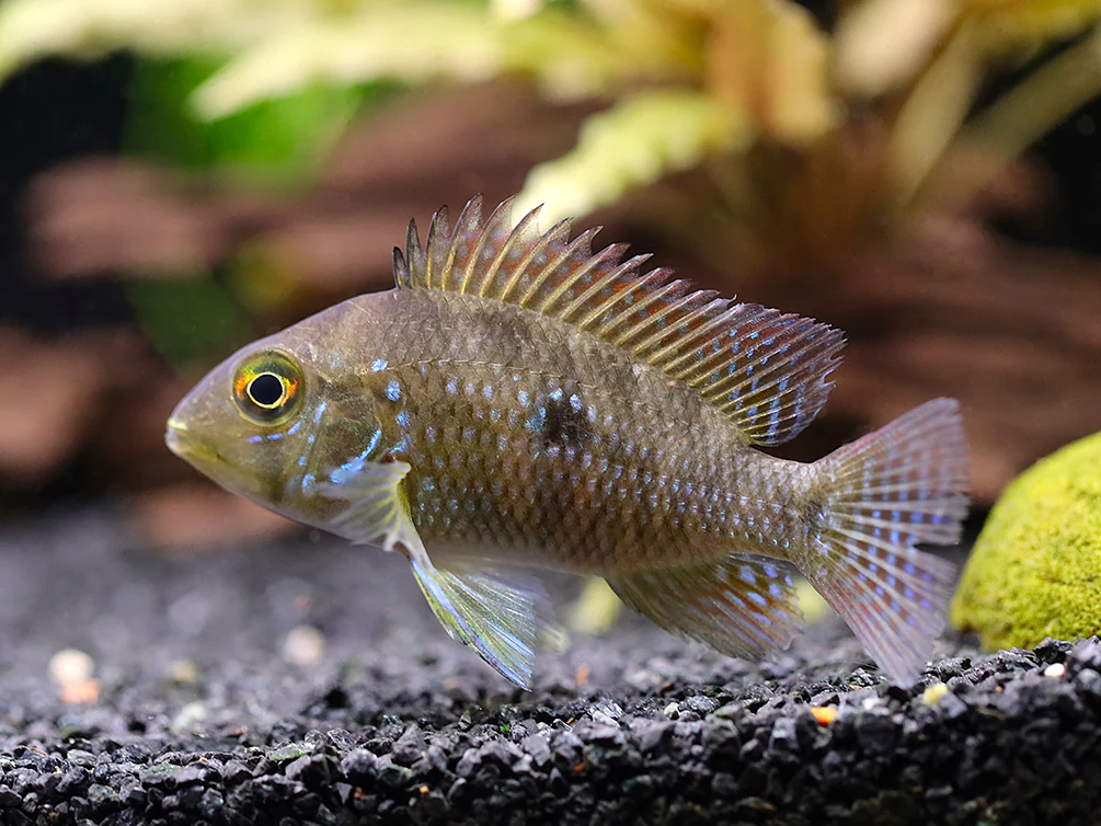 Pearl Cichlid (Geophagus brasiliensis) – Tank Bred