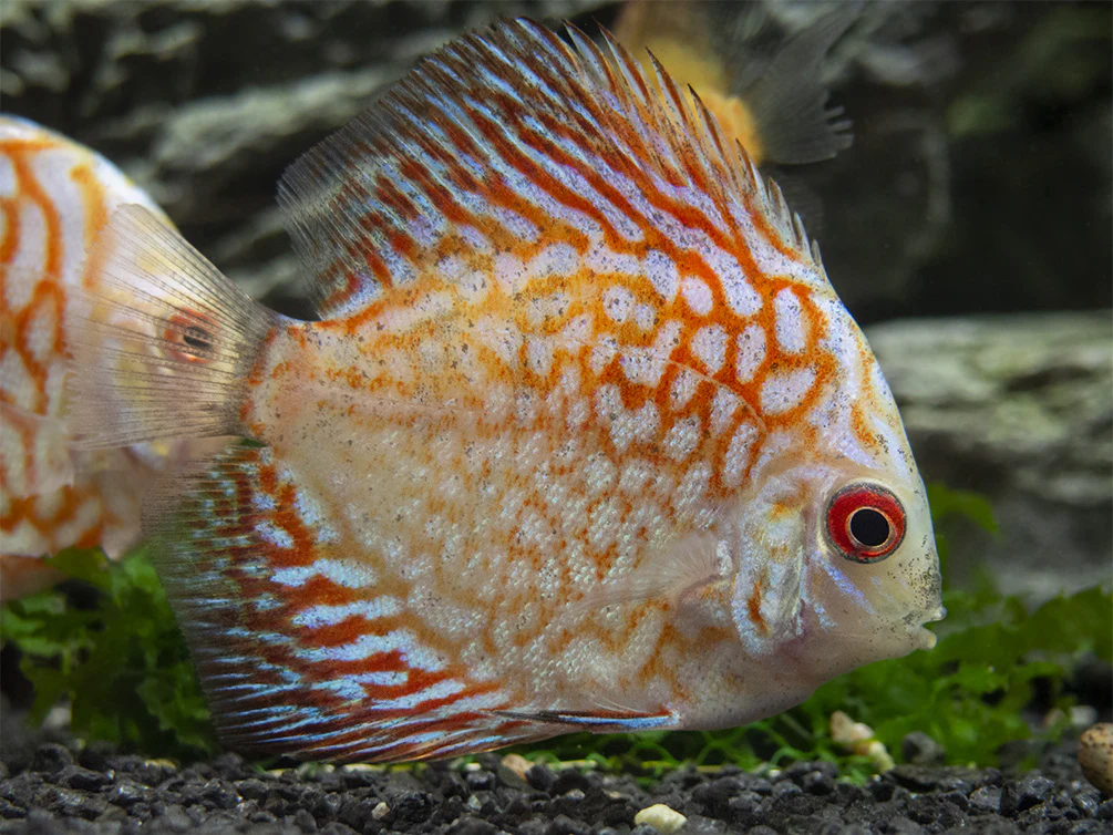 Dealer's Choice Discus (Symphysodon aequifasciatus), Tank-Bred
