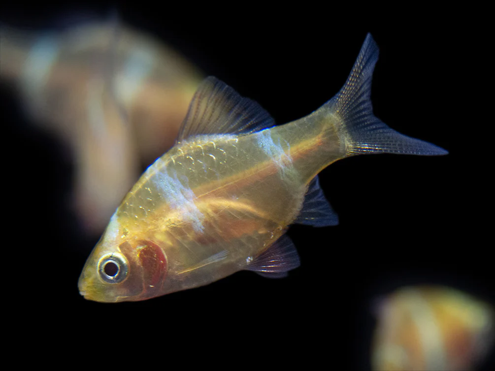 Albino Tiger Barb (Puntigrus tetrazona), Tank-Bred