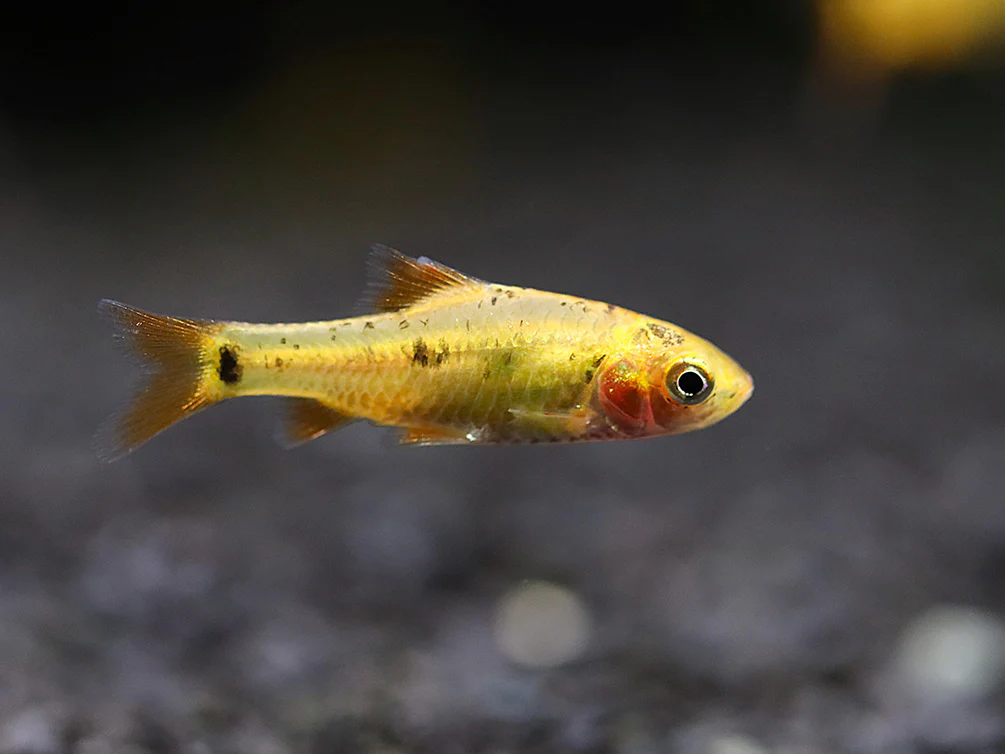 Gold Barb (Puntius semifasciolatus) – Tank Bred