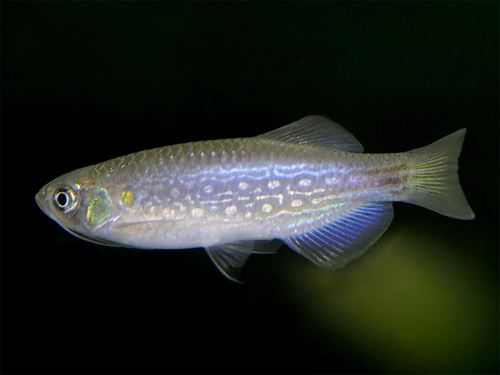 Moustached Danio (Danio dangila)