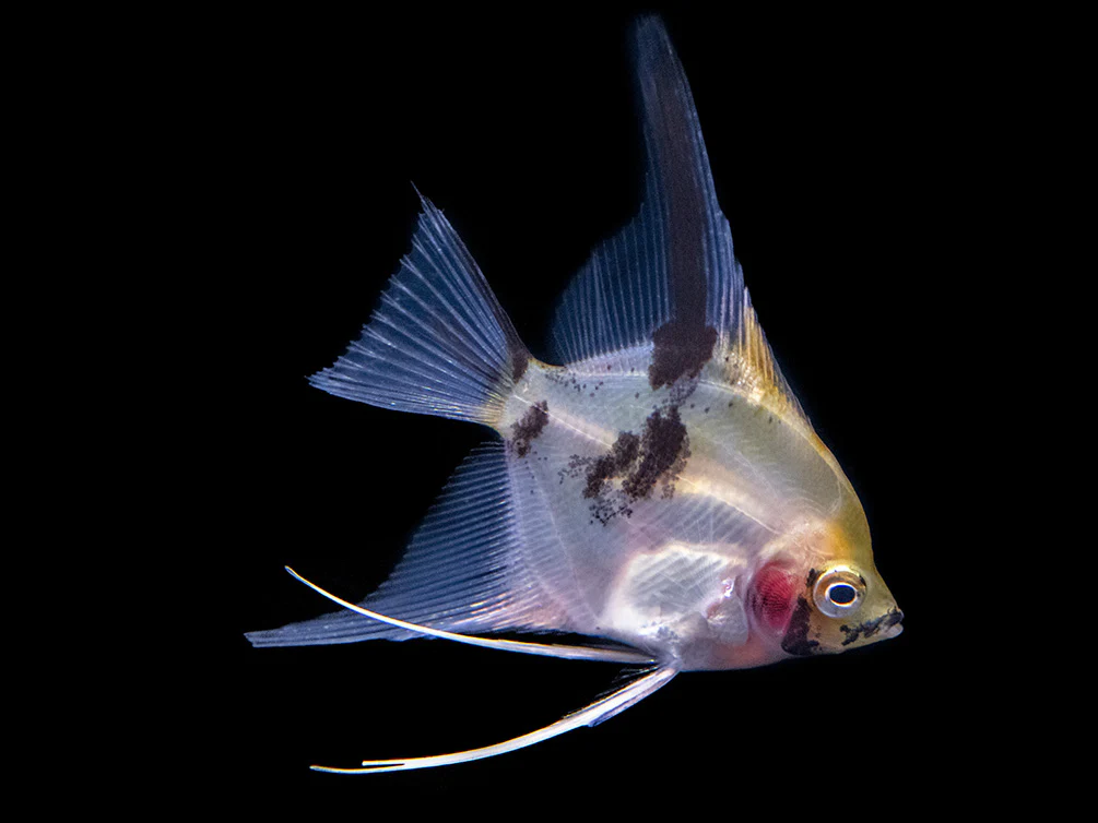 Koi Angelfish (Pterophyllum scalare) - Tank-Bred!