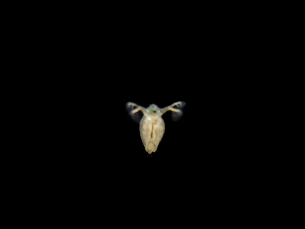 Live Daphnia and Scud Cultures Combo Pack - Aquatic Arts