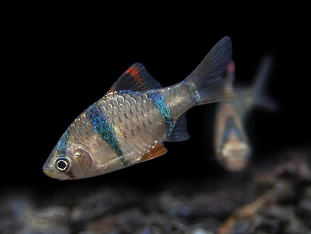 Tiger Barb (Puntigrus tetrazona), Tank-Bred
