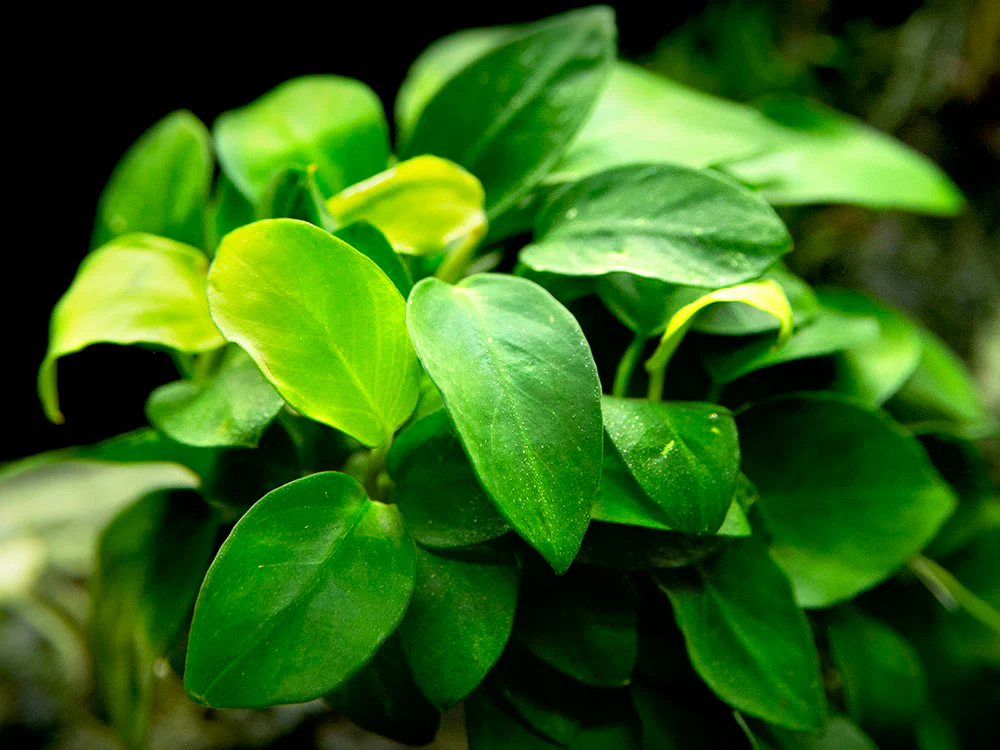 Petite Anubias Nana (Anubias barteri var. “Petite Nana”), EXTRA LARGE, Bare Root