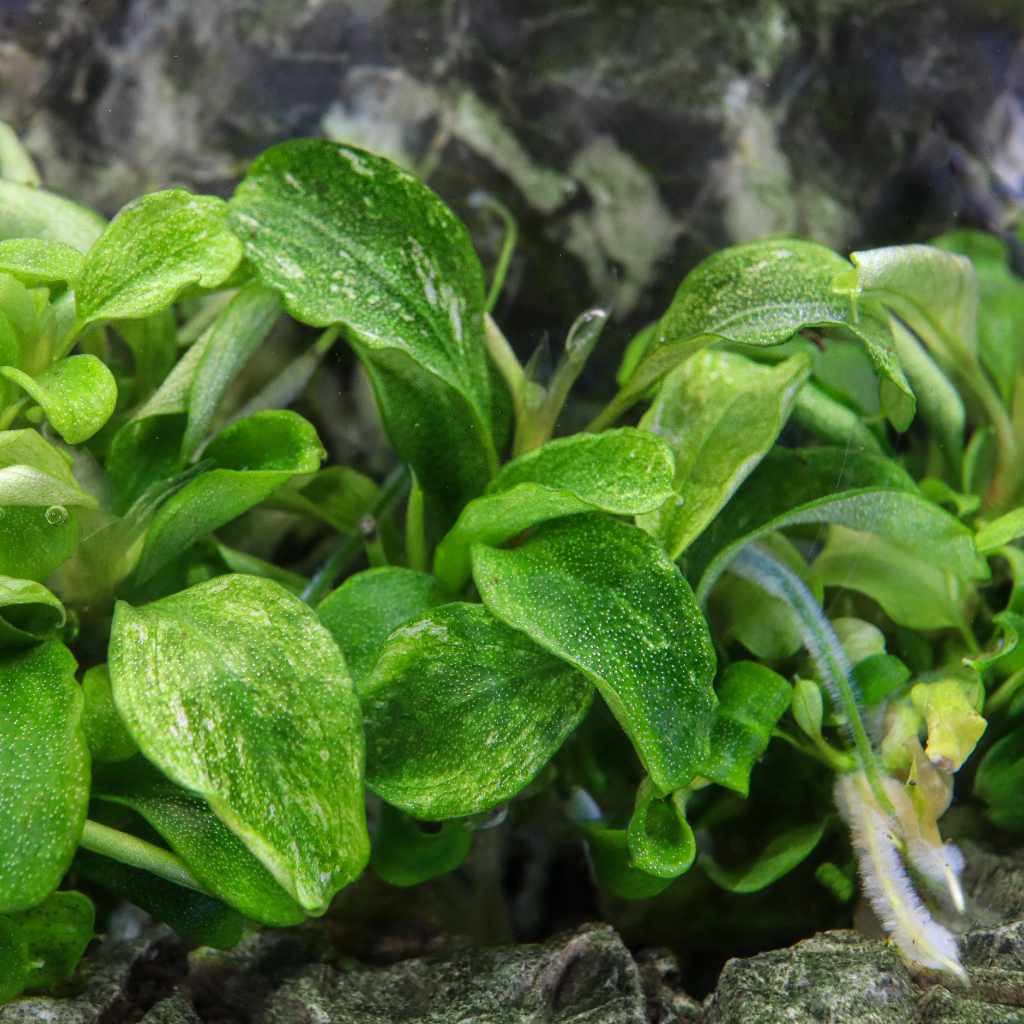 Bucephalandra Pygmaea 'Bukit Kelam' Tissue Culture