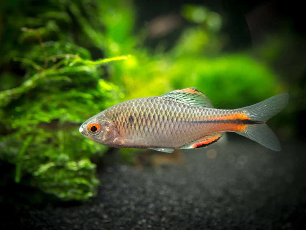 Blue Amur Taiwanese Bitterling (Paracheilognathus himantegus)