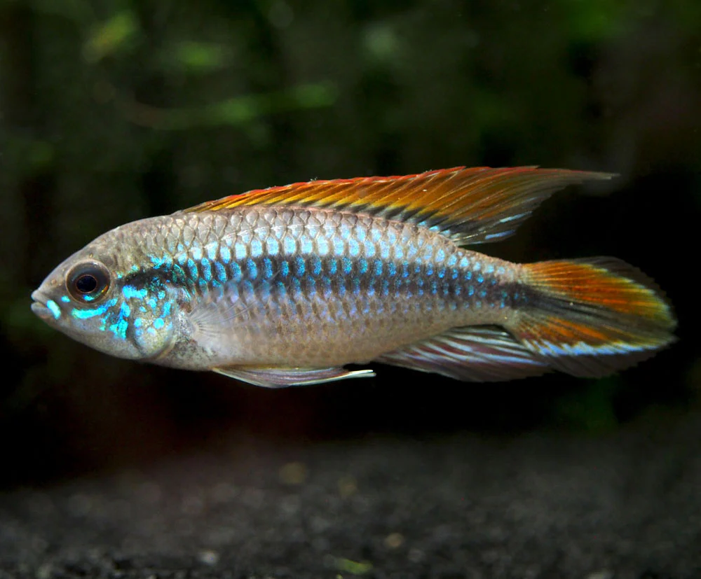 Double Red Agassizi's Dwarf Cichlid (Apistogramma cf. agassizii) - TANK-BRED!!!