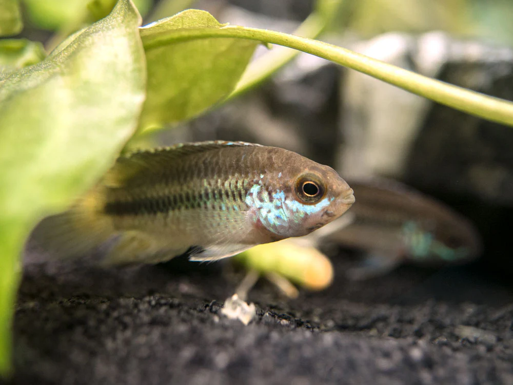 Golden Dwarf Cichlid (Nannacara anomala), - Tank Bred