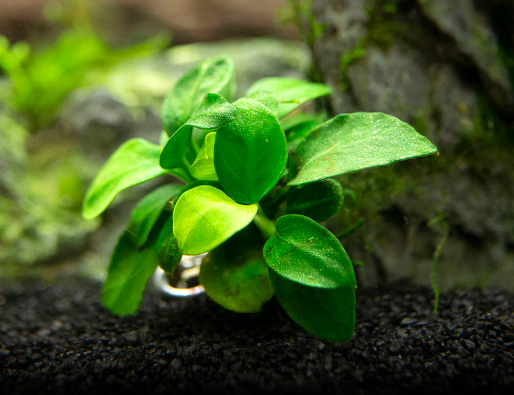 Petite Anubias Nana (Anubias barteri var. “Petite Nana”), Bare Root