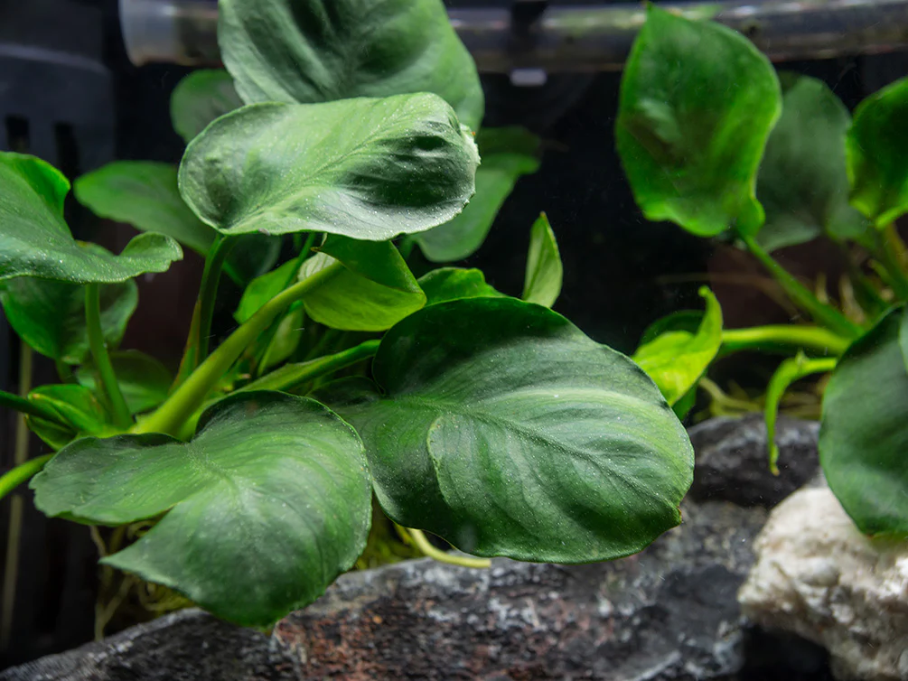 Gold Coin Anubias (Anubias barteri “Round Leaf”), Bare Root