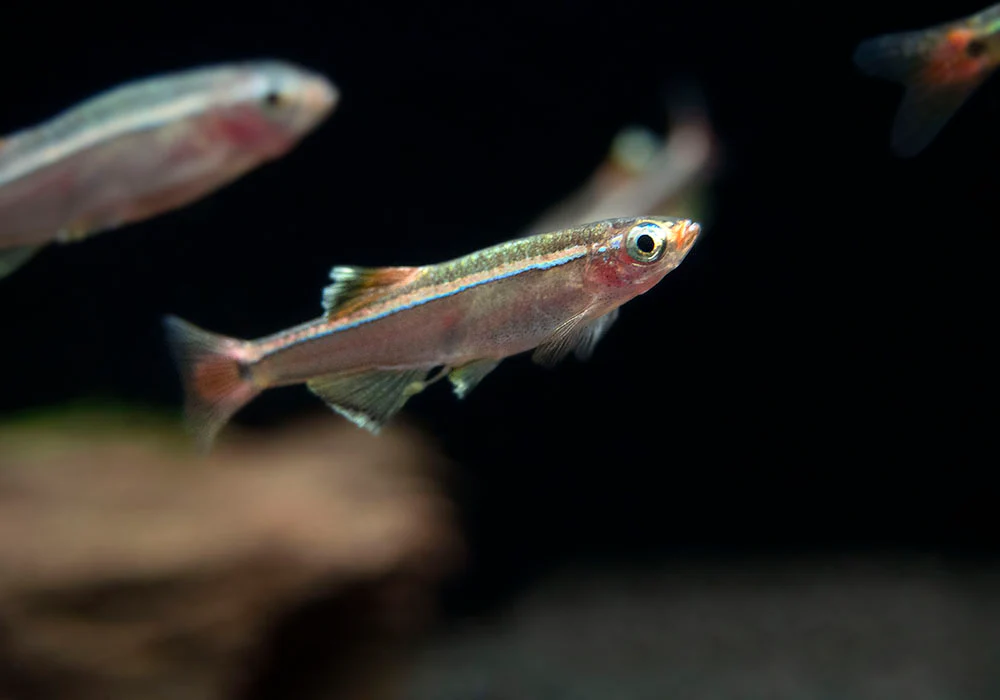 White Cloud Mountain Minnow (Tanichthys albonubes), Tank-Bred