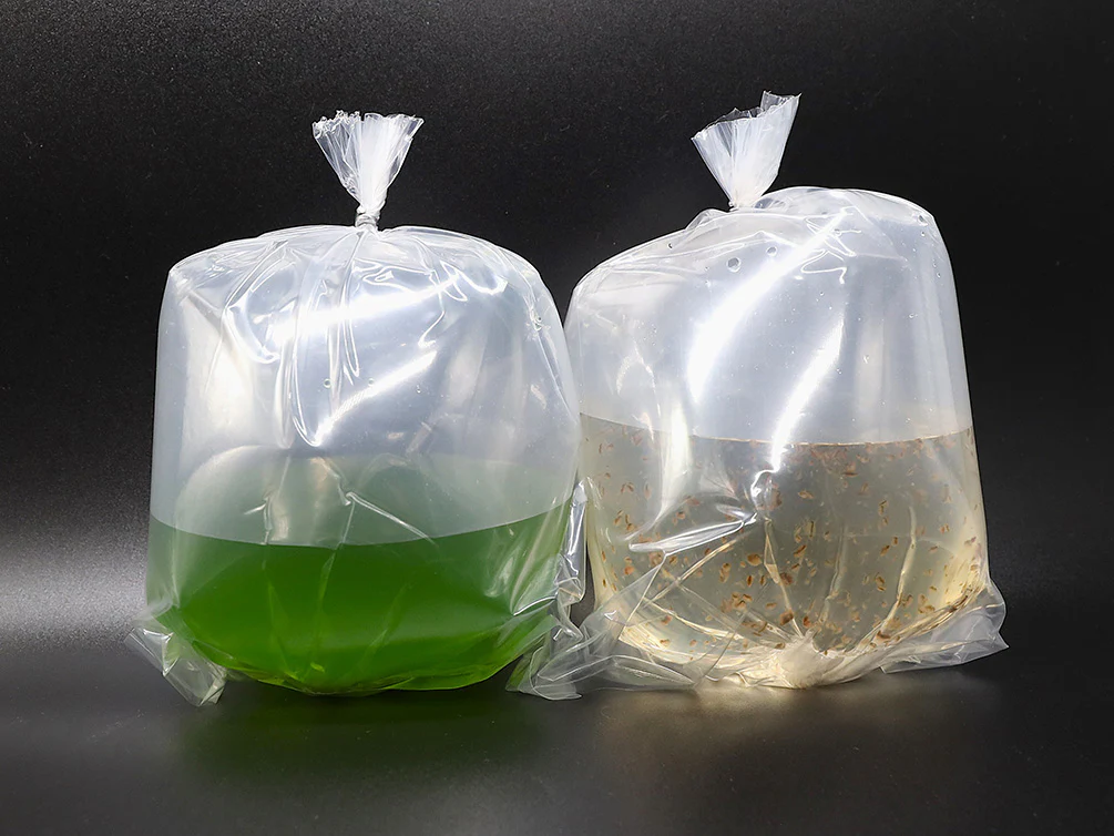 Aquatic Arts Live Feeder Bundle – Moina or Daphnia with Green Water