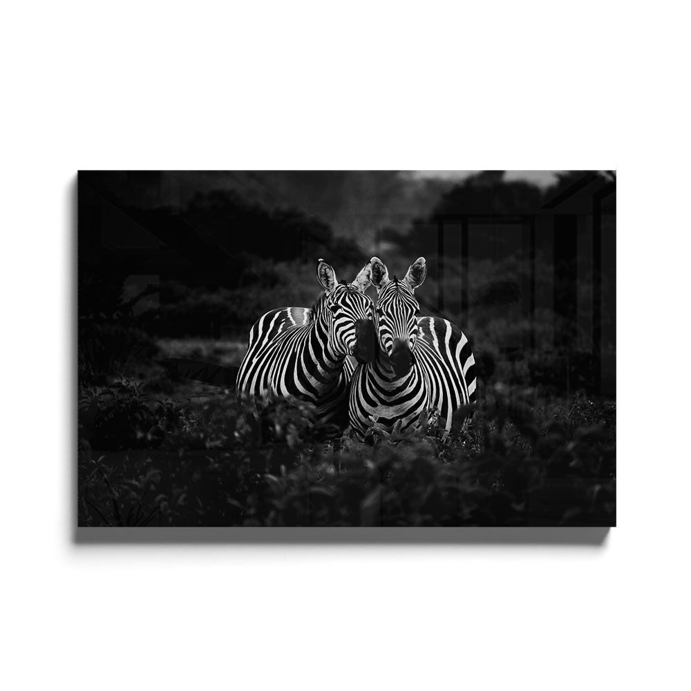 Walljar acrylglas schilderij - Two Zebras Nuzzling Acrylglas schilderij - 150 x 225 cm