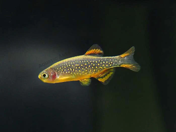 Celestial Pearl Danio AKA Galaxy Rasbora (Celestichthys margaritatus)