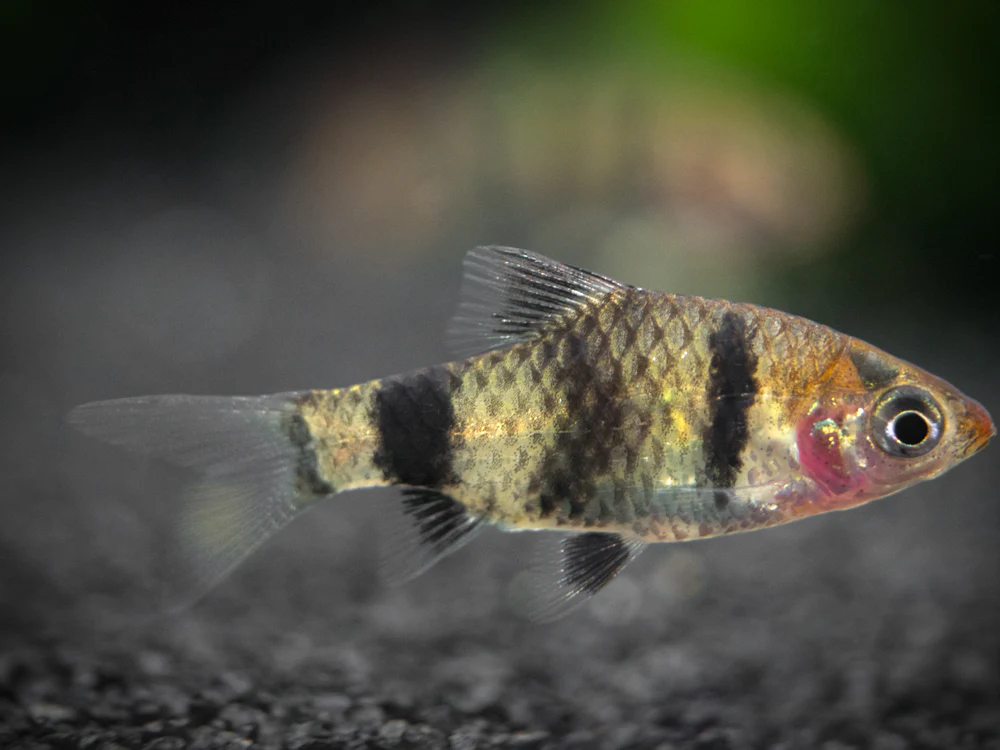Black Ruby Barb (Pethia nigrofasciata), Tank-Bred!!!