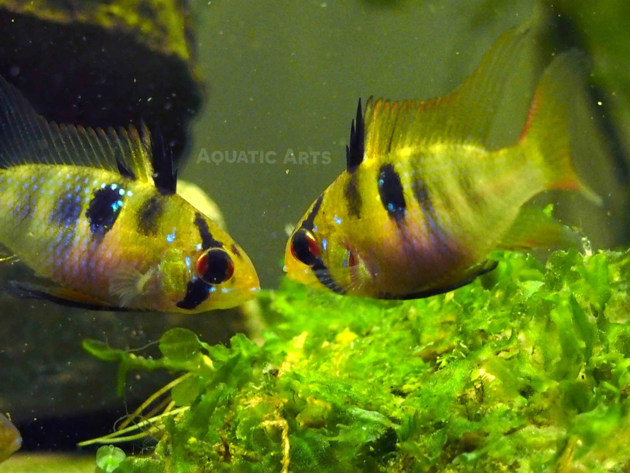 German Blue Ram Dwarf Cichlid (Mikrogeophagus ramirezi) - Tank-Bred!