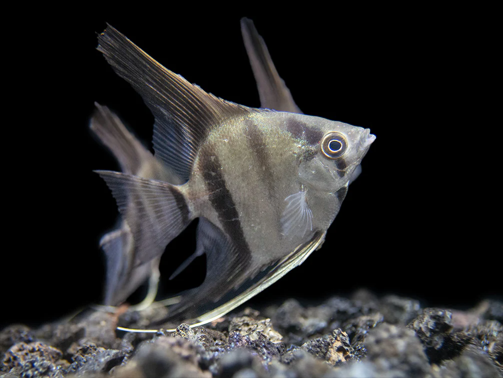 Rio Xingu Angelfish (Pterophyllum scalare), Tank-Bred