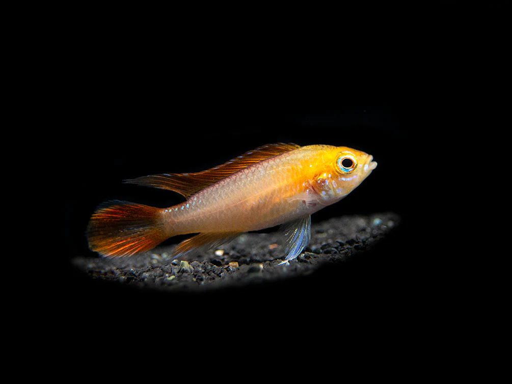 Fire Red Agassizi's Dwarf Cichlid (Apistogramma cf. agassizii) - TANK-BRED!!!