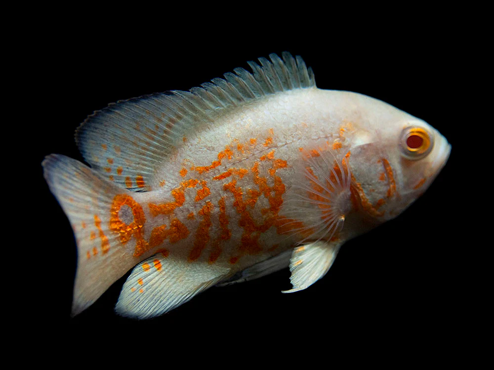 Albino Tiger Oscar (Astronotus ocellatus), Tank-Bred