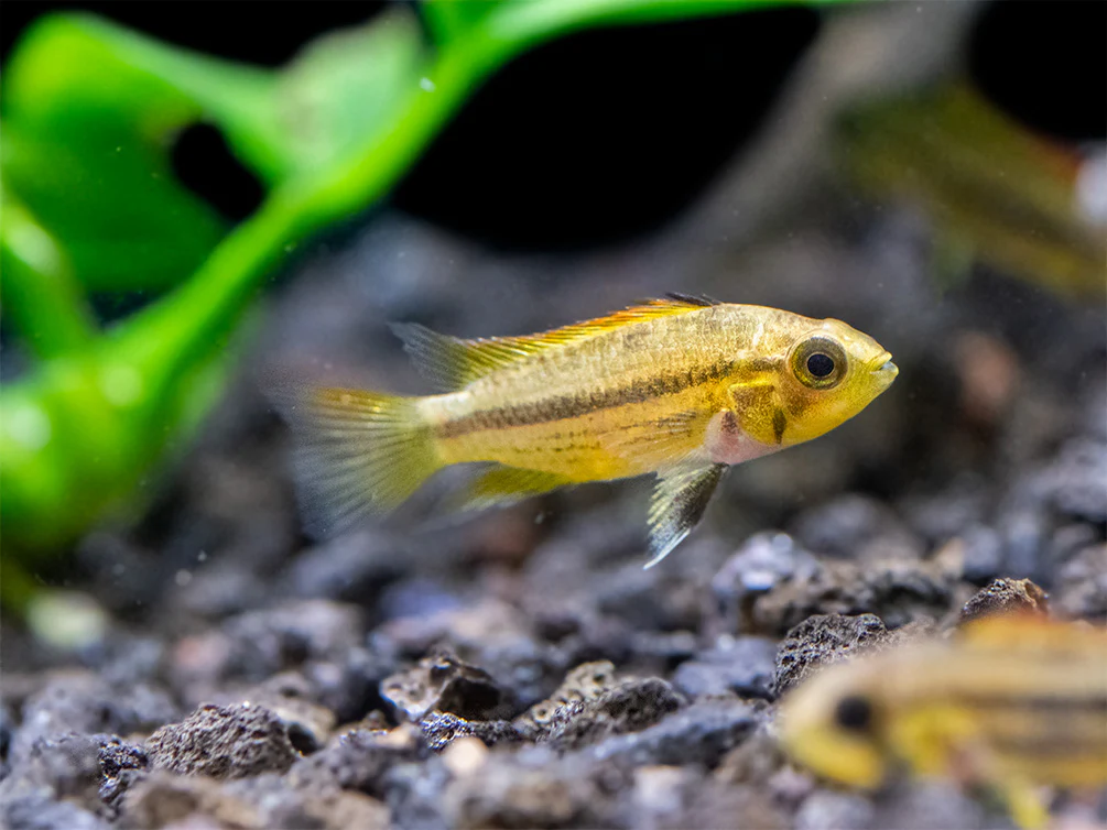Cockatoo Dwarf Cichlid (Apistogramma cacatuoides)