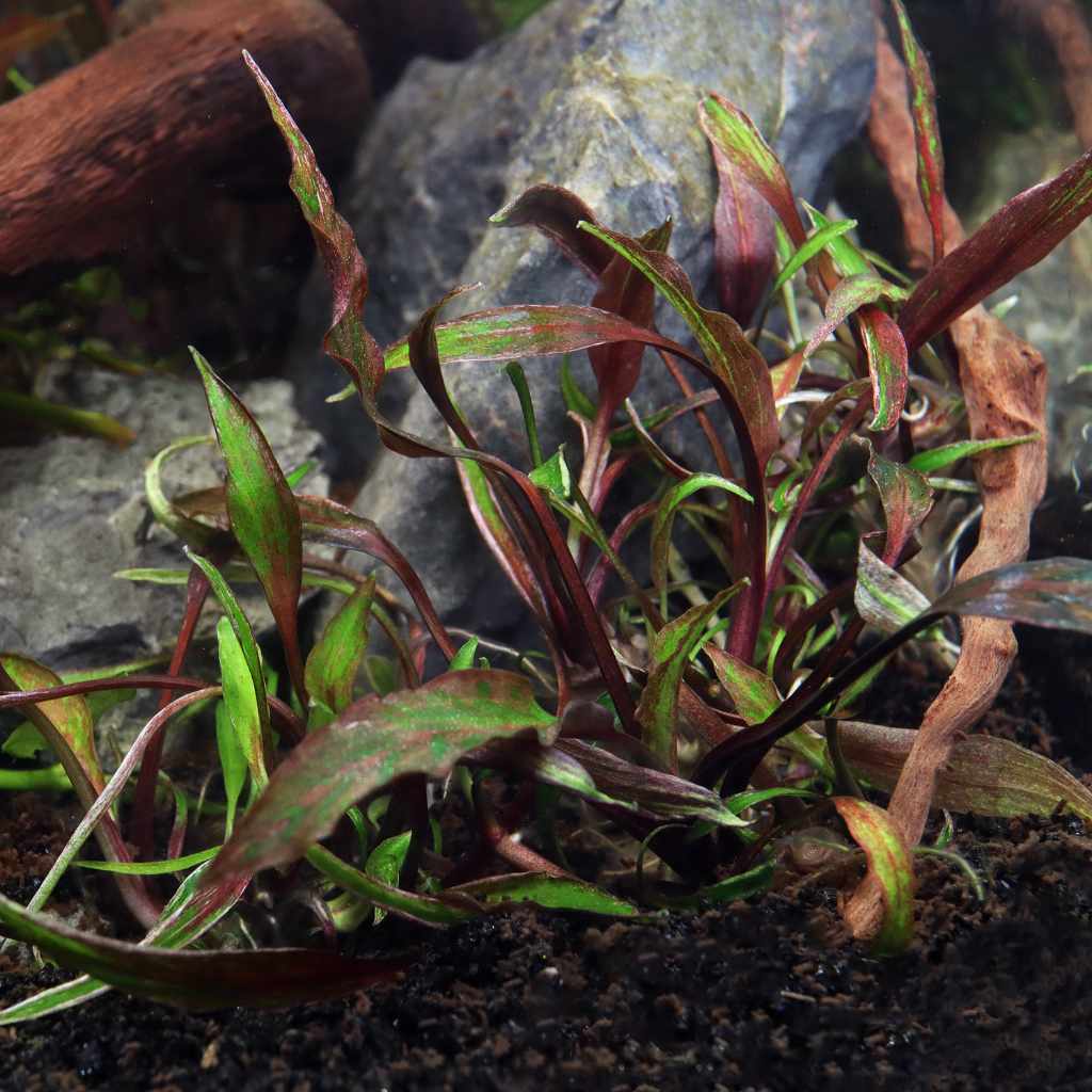 Cryptocoryne Nurii Tissue Culture