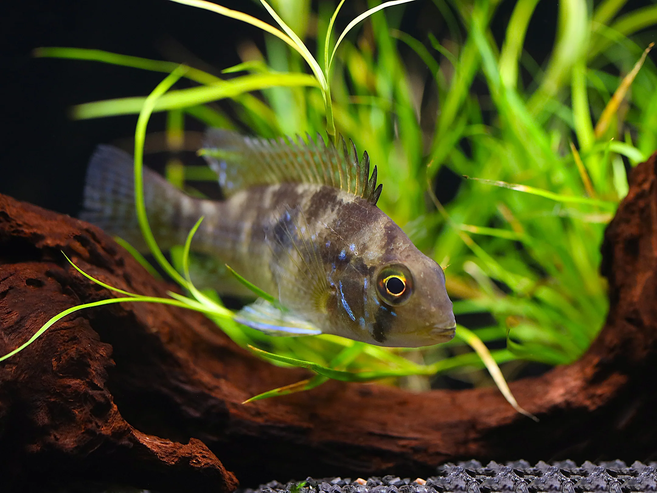 Pearl Cichlid (Geophagus brasiliensis) – Tank Bred