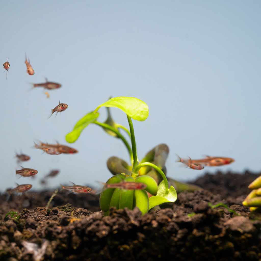 Banana Plant