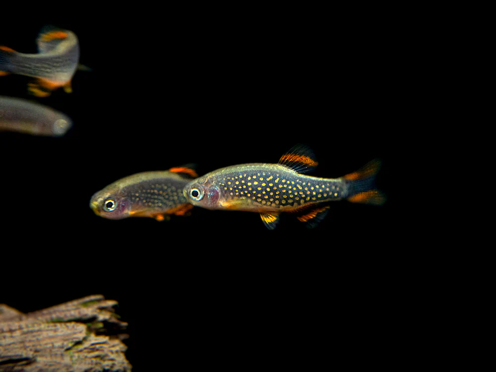 Celestial Pearl Danio AKA Galaxy Rasbora (Celestichthys margaritatus)