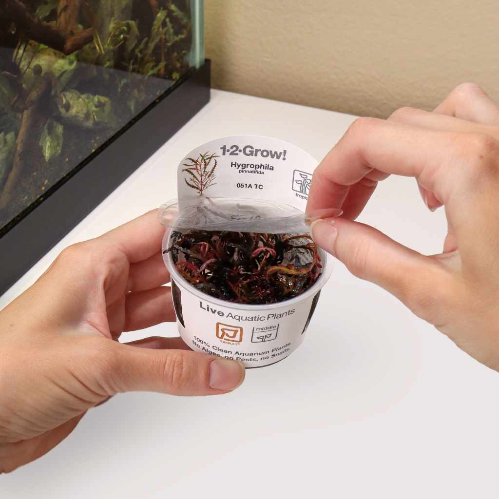 Hygrophila Pinnatifida Tissue Culture